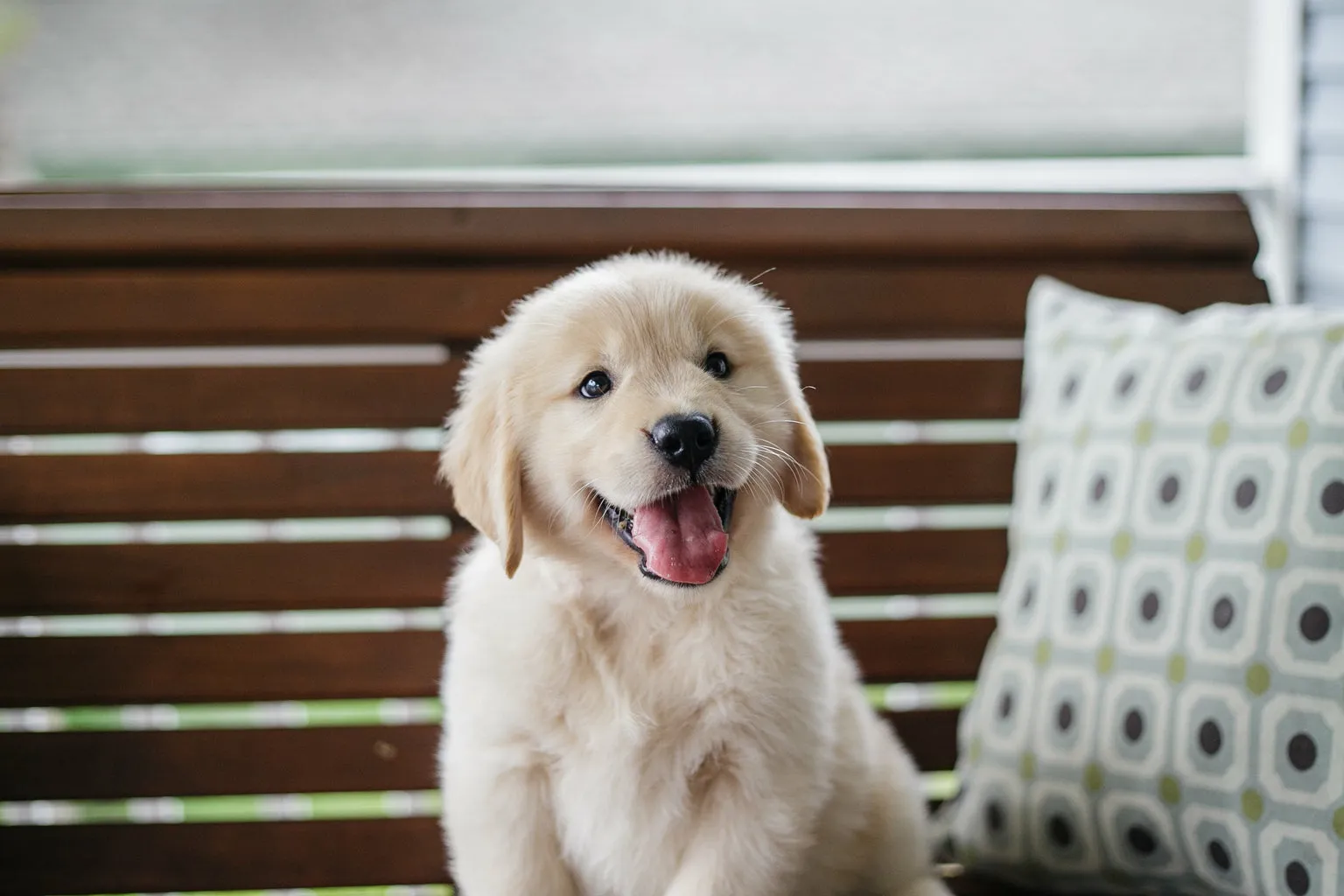 Puppy sitting with mouth open