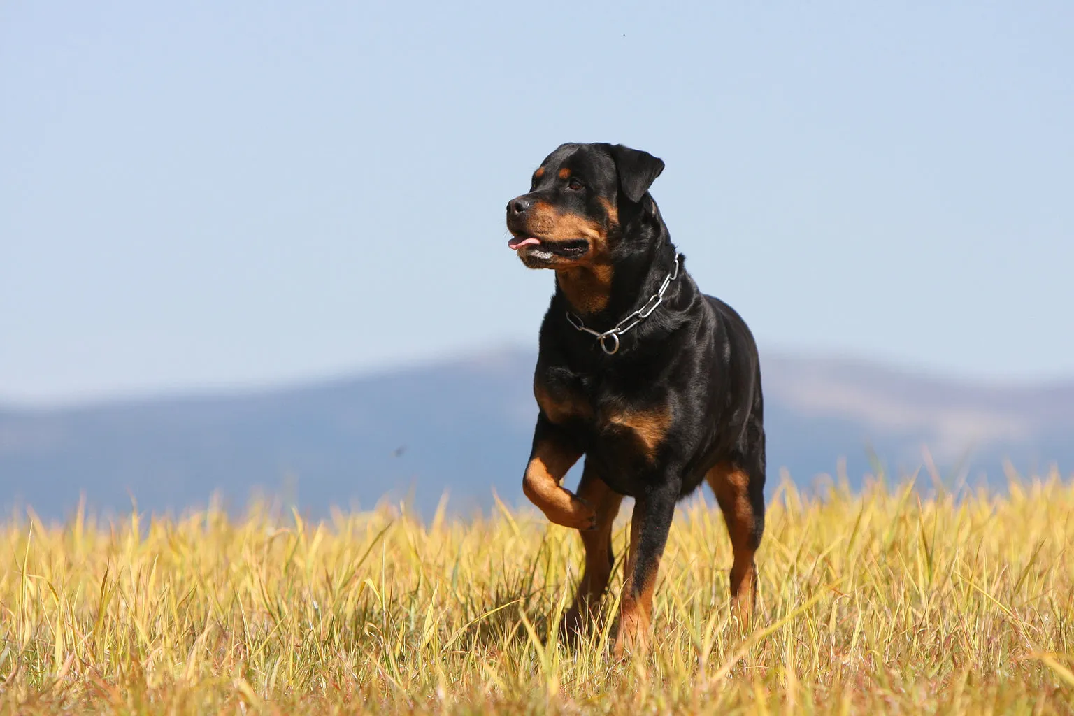 Big Rottweiler walking in the grass outside