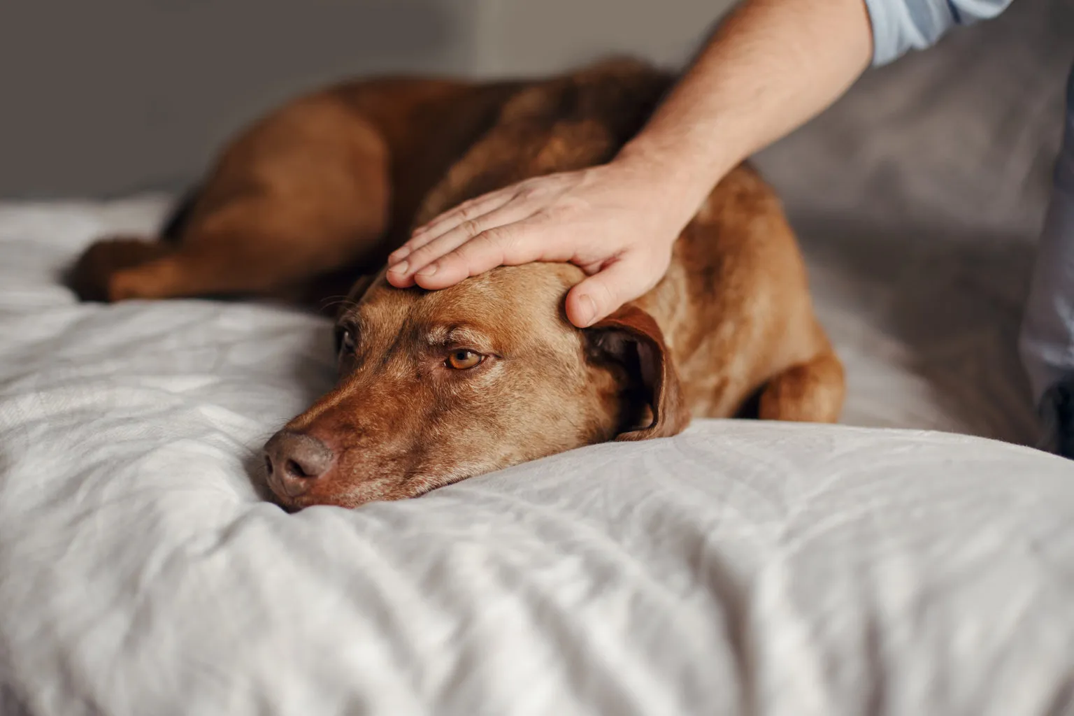 Brown dog lying on couch, being petted by owner