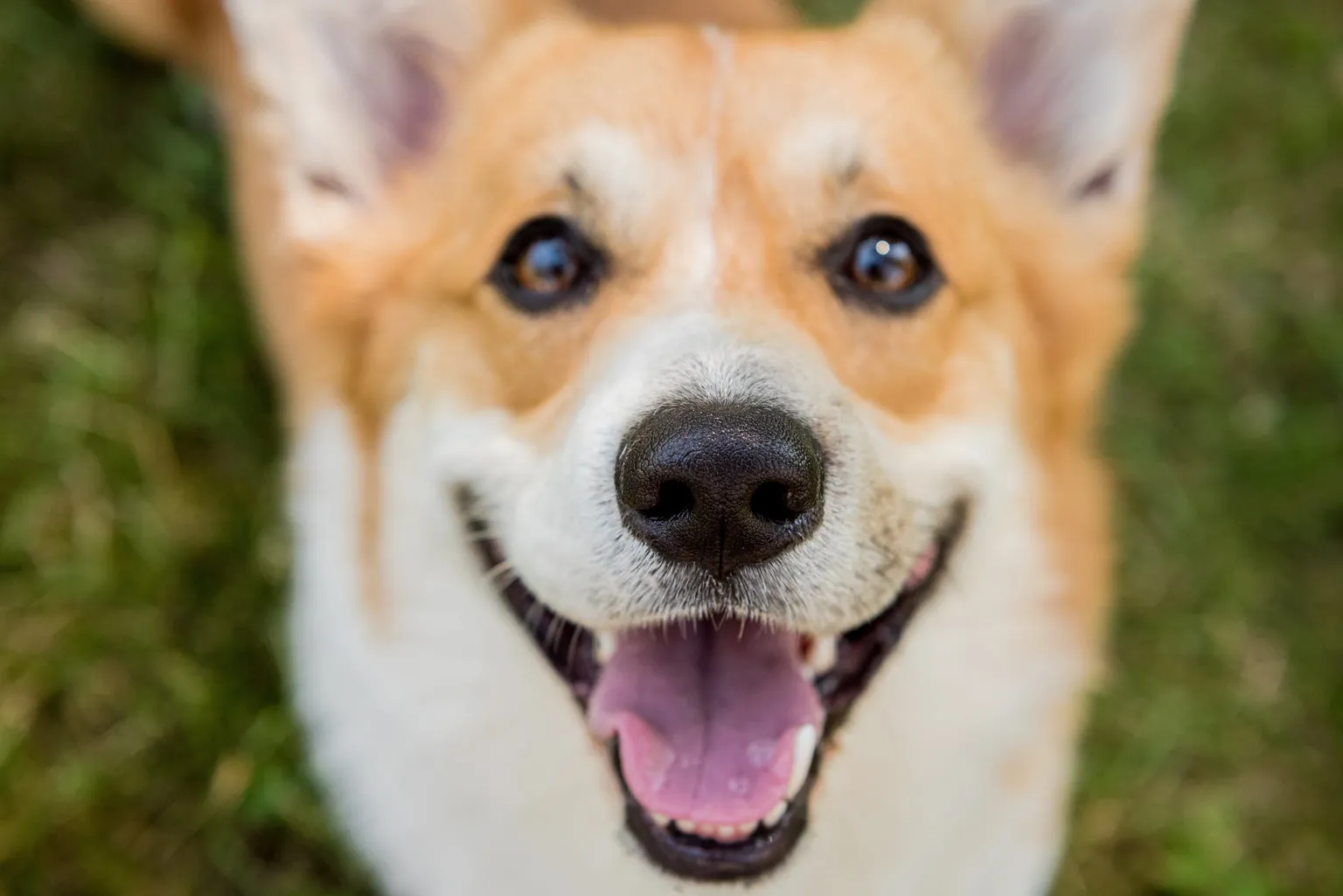 Corgi looking at the camera with mouth open