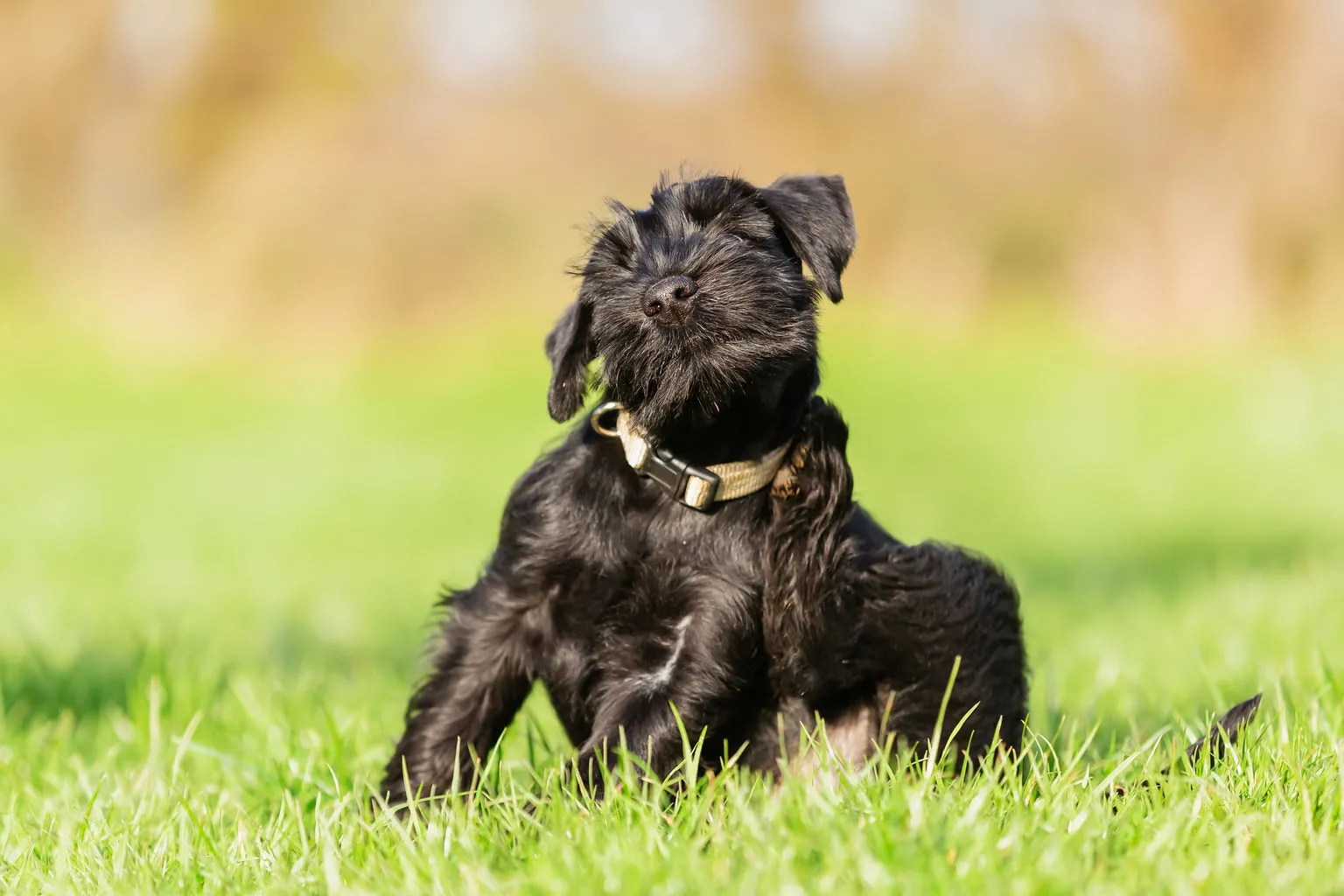 Small black dog with shiny coat scratching outside sat on grass