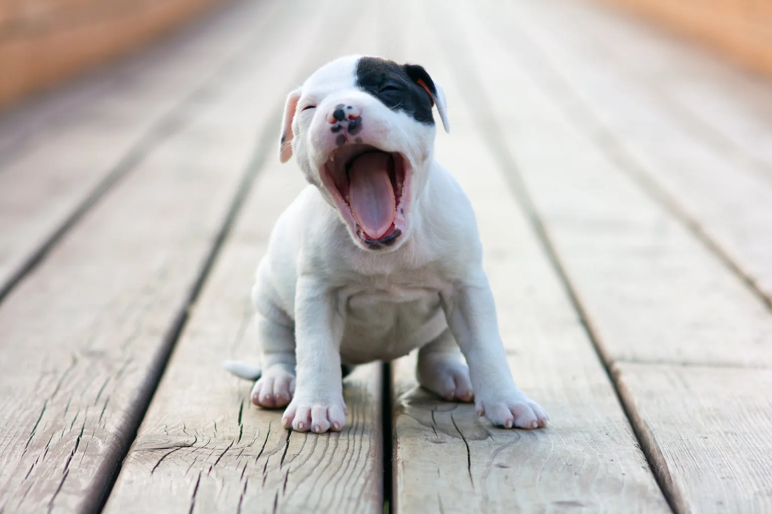 White and black puppy yawning while sitting on a wooden deck