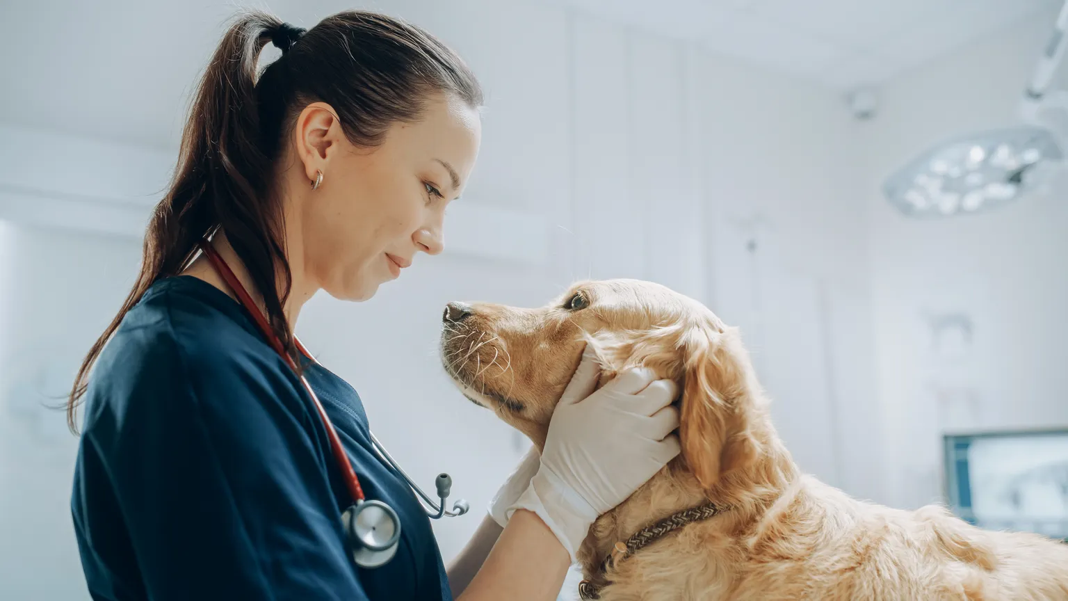 Dog with vet in vet’s office looking into each other’s eyes.
