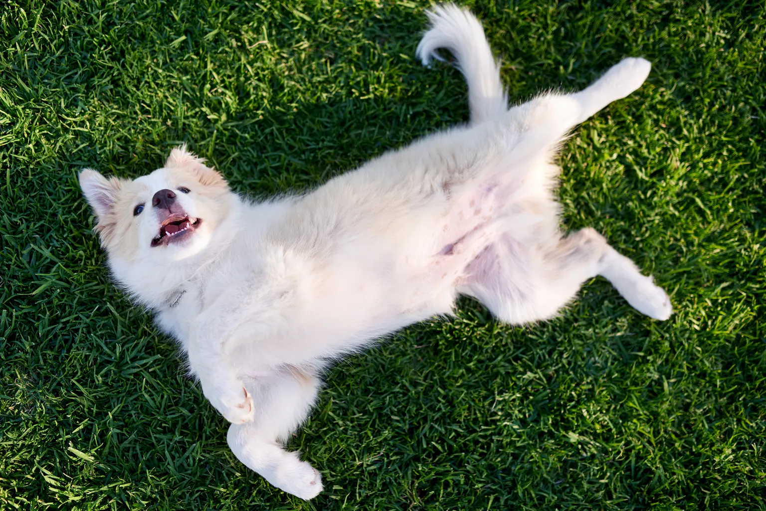 dog lying on the grass