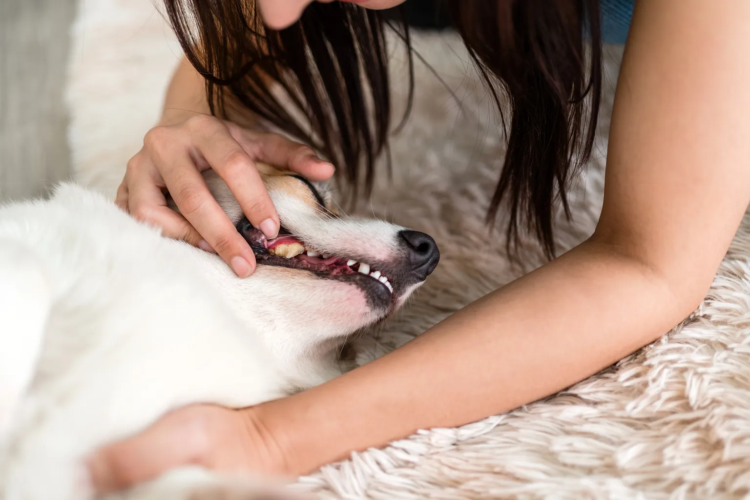 Woman checking white dog’s teeth and gums on couch