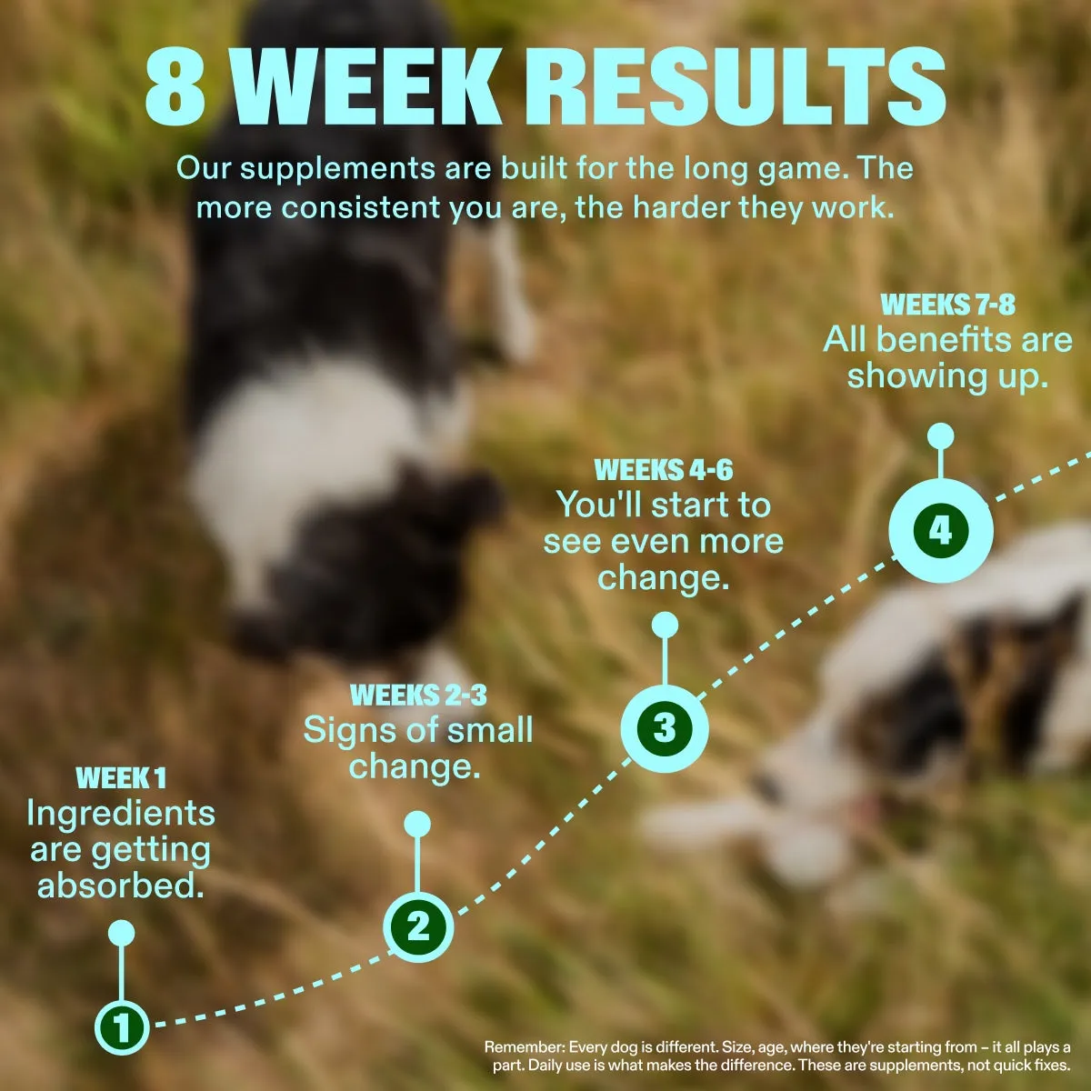 Allergy & Itch Chews slide: 8 WEEK RESULTS. Our supplements are built for the long game. The more consistent you are, the harder they work. WEEKS 7-8 All benefits are showing up. WEEKS 4-6 You'll start to see even more change. WEEKS 2-3 Signs of small change. WEEK 1 Ingredients are getting absorbed. Remember: Every dog is different. Size, age, where they're starting from – it all plays a part. Daily use is what makes the difference. These are supplements, not quick fixes.