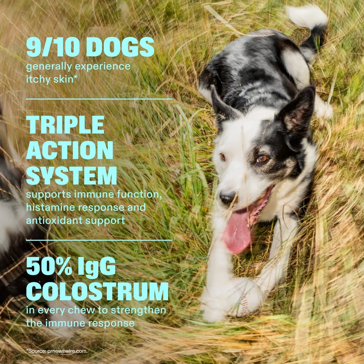 Allergy & Itch Chews slide: 9/10 DOGS generally experience itchy skin*. TRIPLE ACTION SYSTEM supports immune function, histamine response and antioxidant support. 50% IgG COLOSTRUM in every chew to strengthen the immune response. *Source: prnewswire.com.
