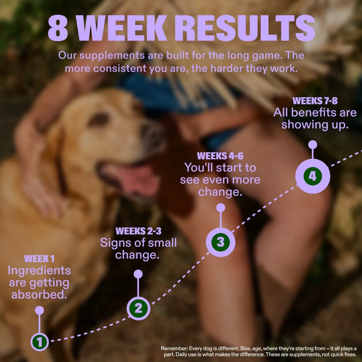 Calming Chews slide: 8 WEEK RESULTS. Our supplements are built for the long game. The more consistent you are, the harder they work. WEEKS 7-8 All benefits are showing up. WEEKS 4-6 You'll start to see even more change. WEEKS 2-3 Signs of small change. WEEK 1 Ingredients are getting absorbed. Remember: Every dog is different. Size, age, where they're starting from – it all plays a part. Daily use is what makes the difference. These are supplements, not quick fixes.
