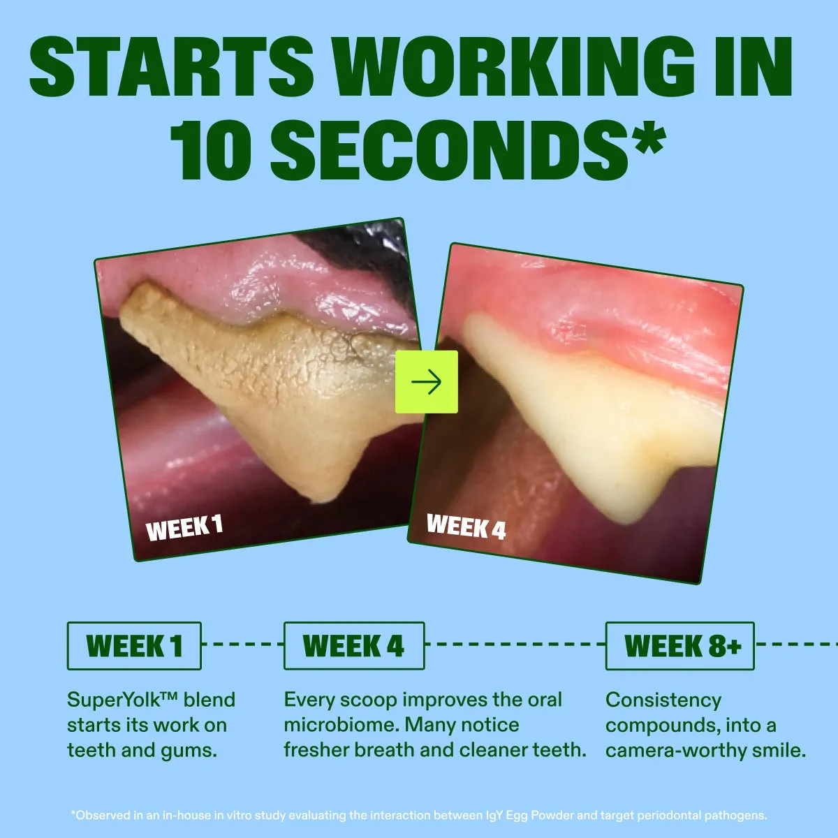 Dental Powder slide: Starts Working in 10 Seconds*. Week 1. Week 4. week 1. week 4. week 8+. SuperYolk™ blend starts its work on teeth and gums. Every scoop improves the oral microbiome. Many notice fresher breath and cleaner teeth. Consistency compounds, into a camera-worthy smile. *Observed in an in-house in vitro study evaluating the interaction between IgY Egg Powder and target periodontal pathogens.