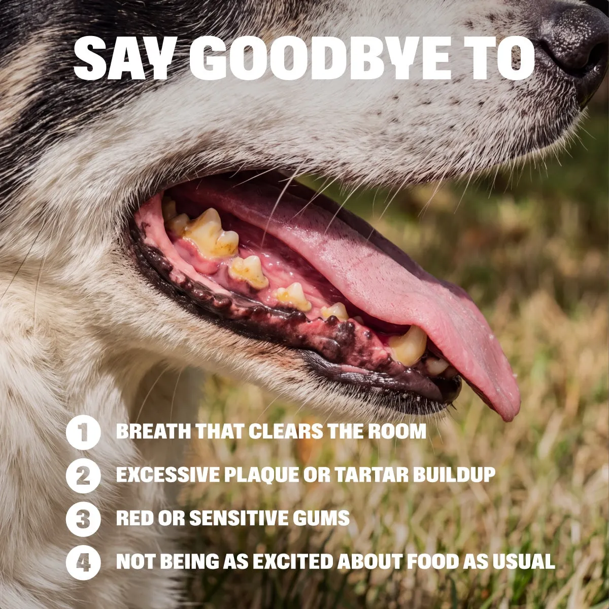 Dental Powder slide: SAY GOODBYE TO. Breath that clears the room. EXCESSIVE PLAQUE OR TARTAR BUILDUP. Red or sensitive gums. NOT BEING AS EXCITED ABOUT FOOD AS USUAL.