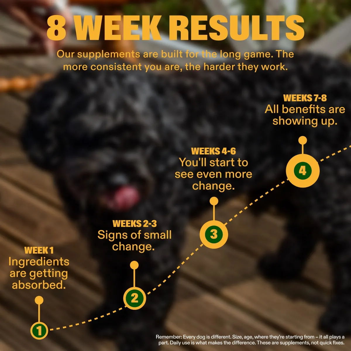 Omega-3 Fish Oil slide: 8 WEEK RESULTS. Our supplements are built for the long game. The more consistent you are, the harder they work. WEEKS 7-8 All benefits are showing up. WEEKS 4-6 You'll start to see even more change. WEEKS 2-3 Signs of small change. WEEK 1 Ingredients are getting absorbed. Remember: Every dog is different. Size, age, where they're starting from – it all plays a part. Daily use is what makes the difference. These are supplements, not quick fixes.