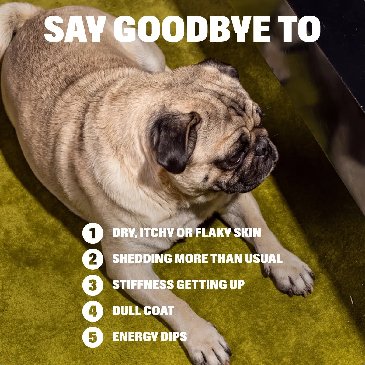 Omega-3 Fish Oil slide: SAY GOODBYE TO. Dry, itchy or flaky skin. Shedding more than usual. STIFFNESS GETTING UP. Dull coat. Energy dips.