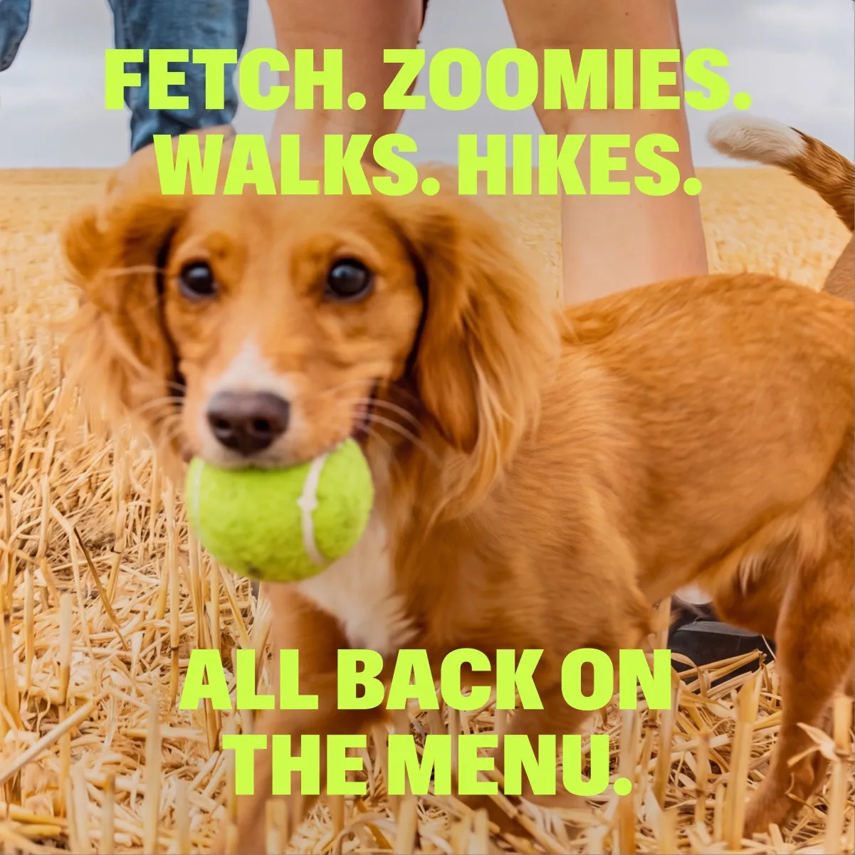 Advanced Hip & Joint Chews slide: FETCH. ZOOMIES. WALKS. HIKES. ALL BACK ON THE MENU.