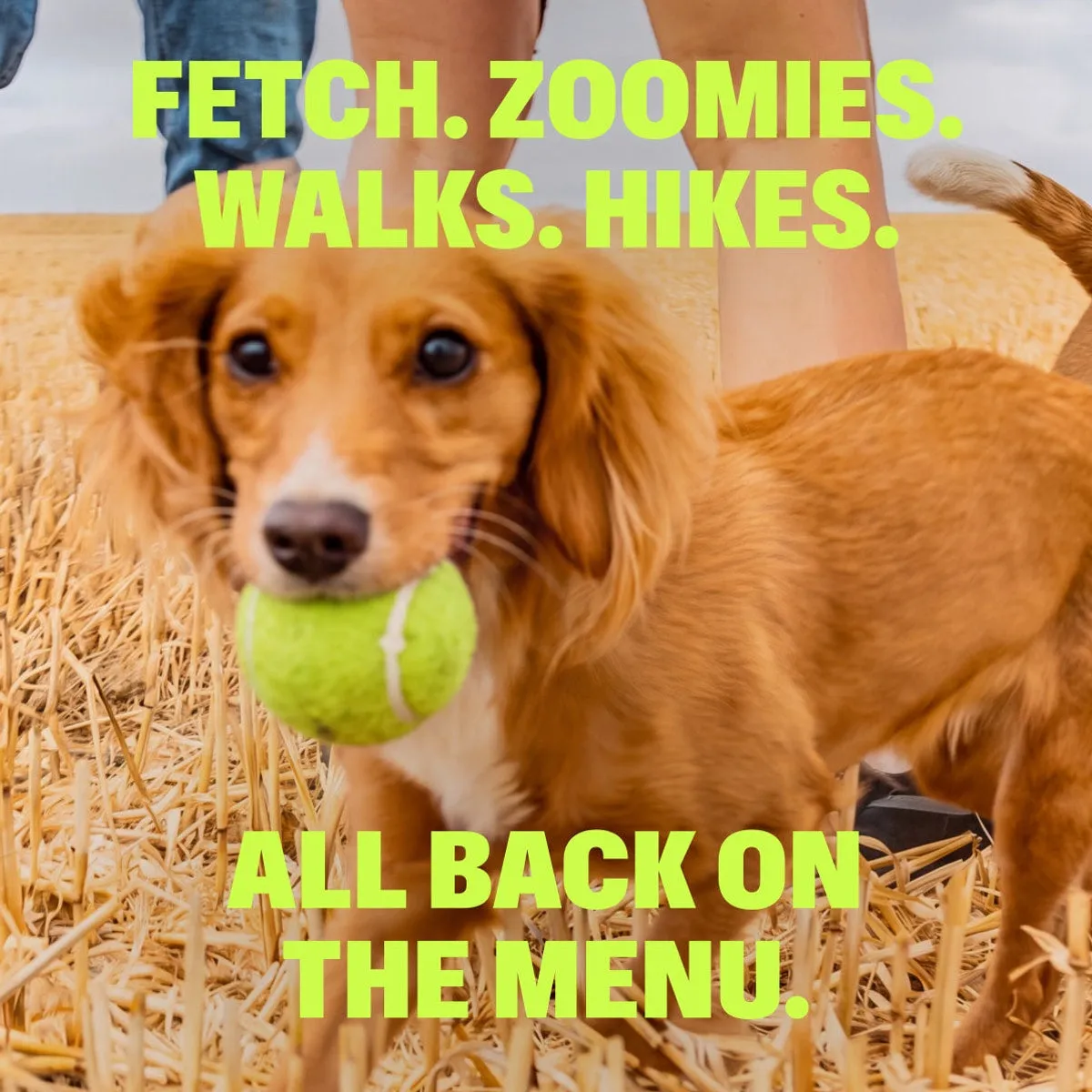 Advanced Hip & Joint Chews slide: FETCH. ZOOMIES. WALKS. HIKES. ALL BACK ON THE MENU.