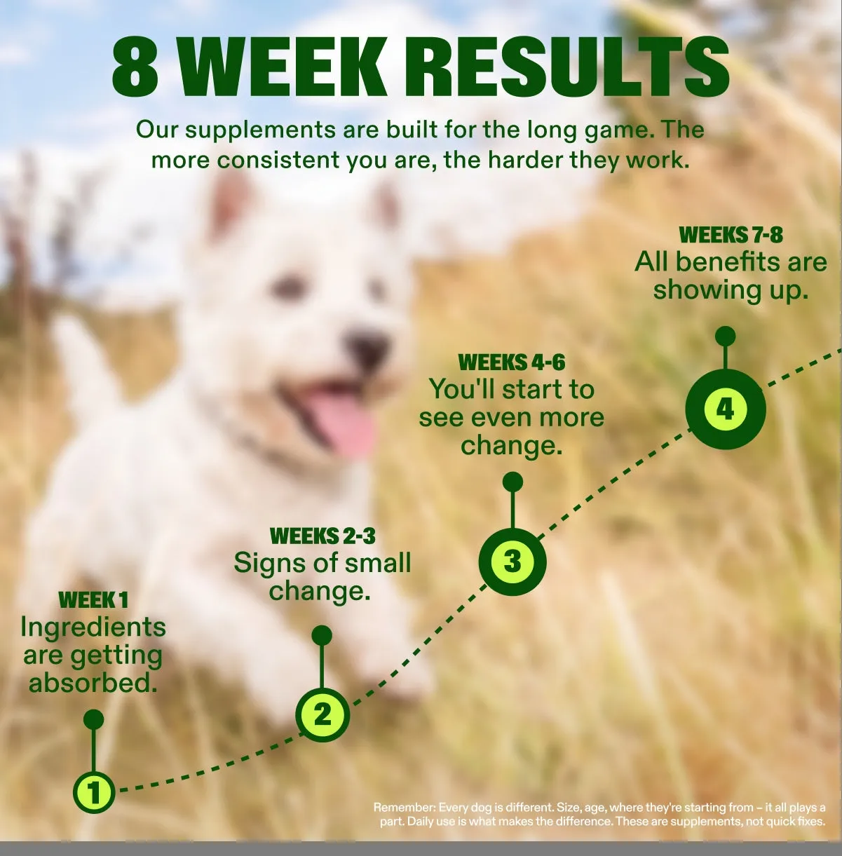Advanced Hip & Joint Chews slide: 8 WEEK RESULTS. Our supplements are built for the long game. The more consistent you are, the harder they work. WEEKS 7-8 All benefits are showing up. WEEKS 4-6 You'll start to see even more change. WEEKS 2-3 Signs of small change. WEEK 1 Ingredients are getting absorbed. Remember: Every dog is different. Size, age, where they're starting from – it all plays a part. Daily use is what makes the difference. These are supplements, not quick fixes.