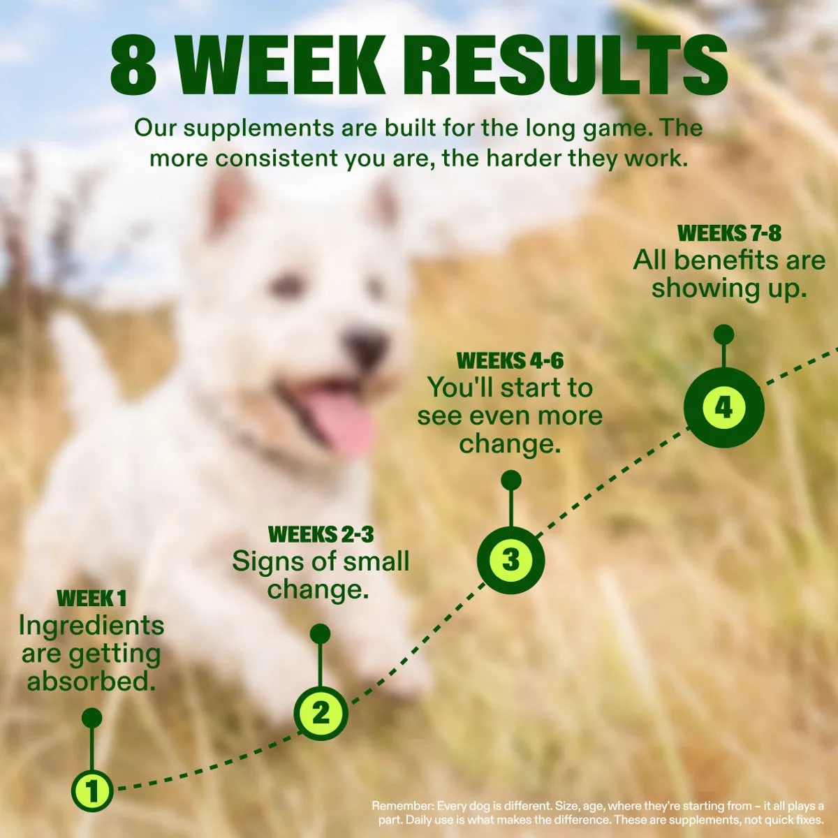 Advanced Hip & Joint Chews slide: 8 WEEK RESULTS. Our supplements are built for the long game. The more consistent you are, the harder they work. WEEKS 7-8 All benefits are showing up. WEEKS 4-6 You'll start to see even more change. WEEKS 2-3 Signs of small change. WEEK 1 Ingredients are getting absorbed. Remember: Every dog is different. Size, age, where they're starting from – it all plays a part. Daily use is what makes the difference. These are supplements, not quick fixes.
