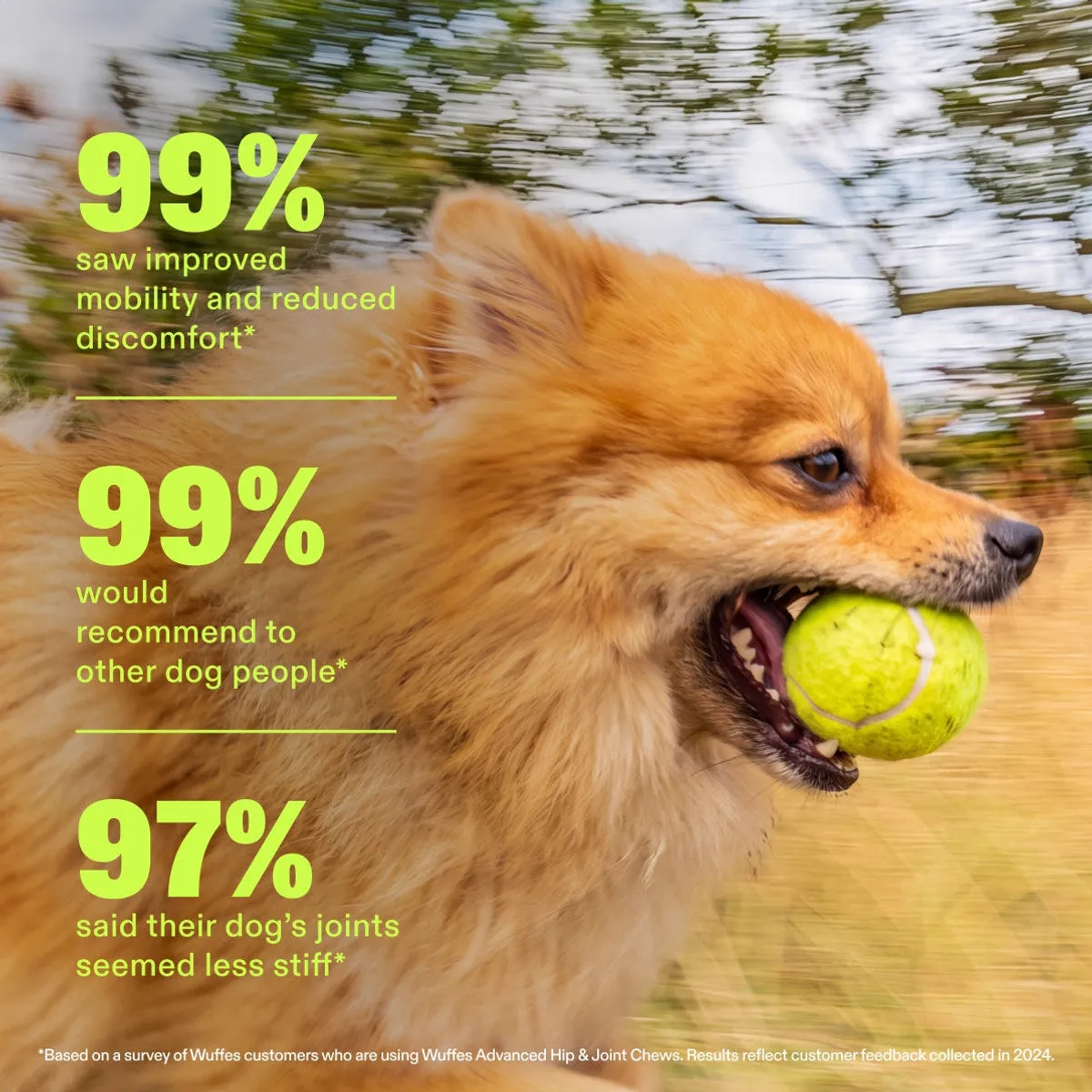 Advanced Hip & Joint Chews slide: 99% saw improved mobility and reduced discomfort*. 99% would recommend to other dog people*. 97% said their dog’s joints seemed less stiff*. *Based on a survey of Wuffes customers who are using Wuffes Advanced Hip & Joint Chews. Results reflect customer feedback collected in 2024.