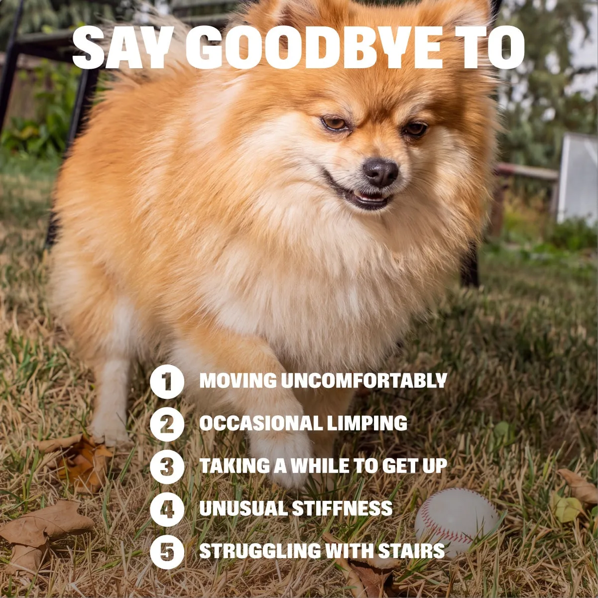 Advanced Hip & Joint Chews slide: SAY GOODBYE TO. MOVING UNCOMFORTABLY. OCCASIONAL LIMPING. TAKING A WHILE TO GET UP. UNUSUAL STIFFNESS. STRUGGLING WITH STAIRS.