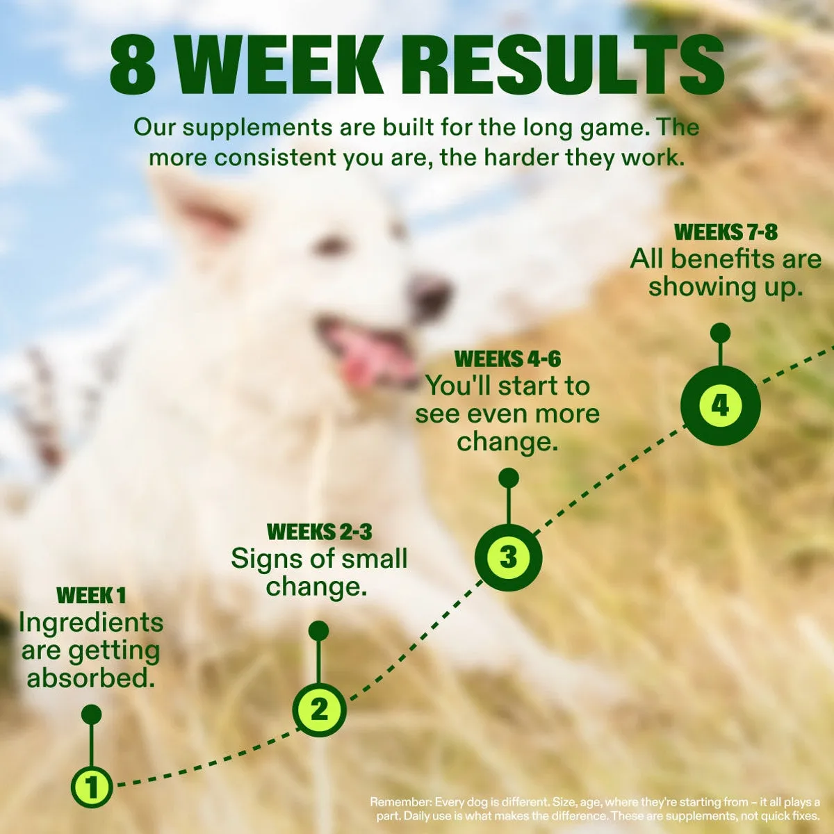 Advanced+ Joint Liquid slide: 8 WEEK RESULTS. Our supplements are built for the long game. The more consistent you are, the harder they work. WEEKS 7-8 All benefits are showing up. WEEKS 4-6 You'll start to see even more change. WEEKS 2-3 Signs of small change. WEEK 1 Ingredients are getting absorbed. Remember: Every dog is different. Size, age, where they're starting from – it all plays a part. Daily use is what makes the difference. These are supplements, not quick fixes.