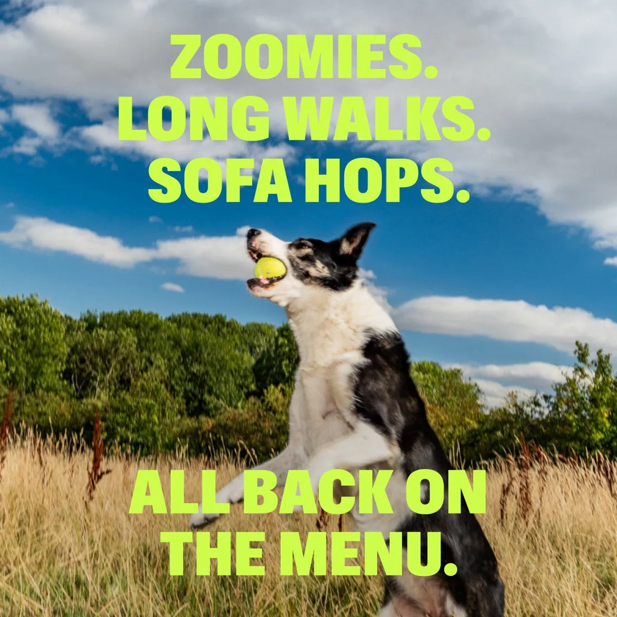 Advanced+ Joint Liquid slide: ZOOMIES. LONG WALKS. SOFA HOPS. ALL BACK ON THE MENU.