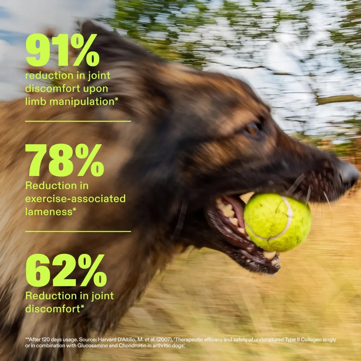 Advanced+ Joint Liquid slide: 91% reduction in joint discomfort upon limb manipulation*. 78% Reduction in exercise-associated lameness*. 62% Reduction in joint discomfort*. **After 120 days usage. Source: Harvard D'Altilio, M. et al. (2007), ‘Therapeutic efficacy and safety of undenatured Type II Collagen singly or in combination with Glucosamine and Chondroitin in arthritic dogs’.