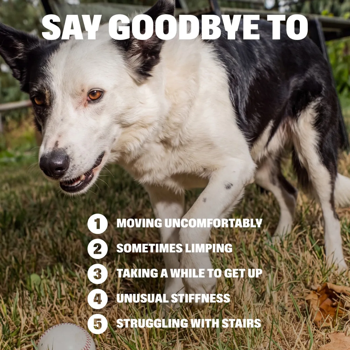 Slide: SAY GOODBYE TO. MOVING UNCOMFORTABLY. SOMETIMES LIMPING. TAKING A WHILE TO GET UP. UNUSUAL STIFFNESS. STRUGGLING WITH STAIRS.