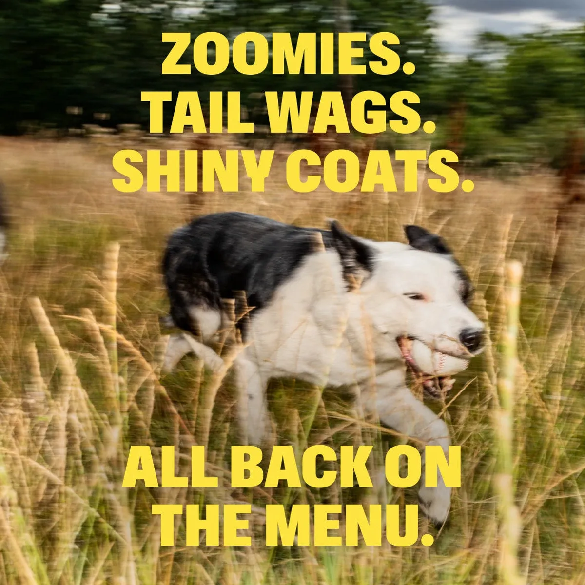 Multivitamin Chews slide: ZOOMIES. TAIL WAGS. SHINY COATS. ALL BACK ON THE MENU.