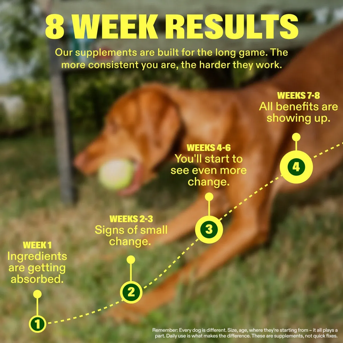Multivitamin Chews slide: 8 WEEK RESULTS. Our supplements are built for the long game. The more consistent you are, the harder they work. WEEKS 7-8 All benefits are showing up. WEEKS 4-6 You'll start to see even more change. WEEKS 2-3 Signs of small change. WEEK 1 Ingredients are getting absorbed. Remember: Every dog is different. Size, age, where they're starting from – it all plays a part. Daily use is what makes the difference. These are supplements, not quick fixes.