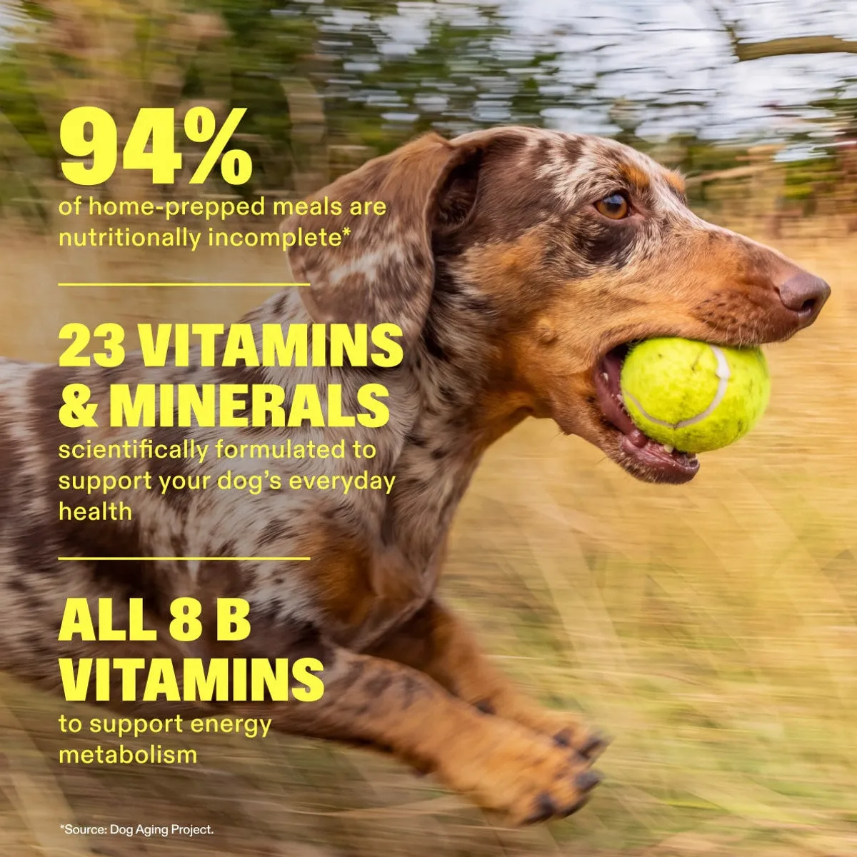 Multivitamin Chews slide: 94% of home-prepped meals are nutritionally incomplete*. 23 Vitamins & Minerals scientifically formulated to support your dog’s everyday health. ALL 8 B VITAMINS to support energy metabolism. *Source: Dog Aging Project.