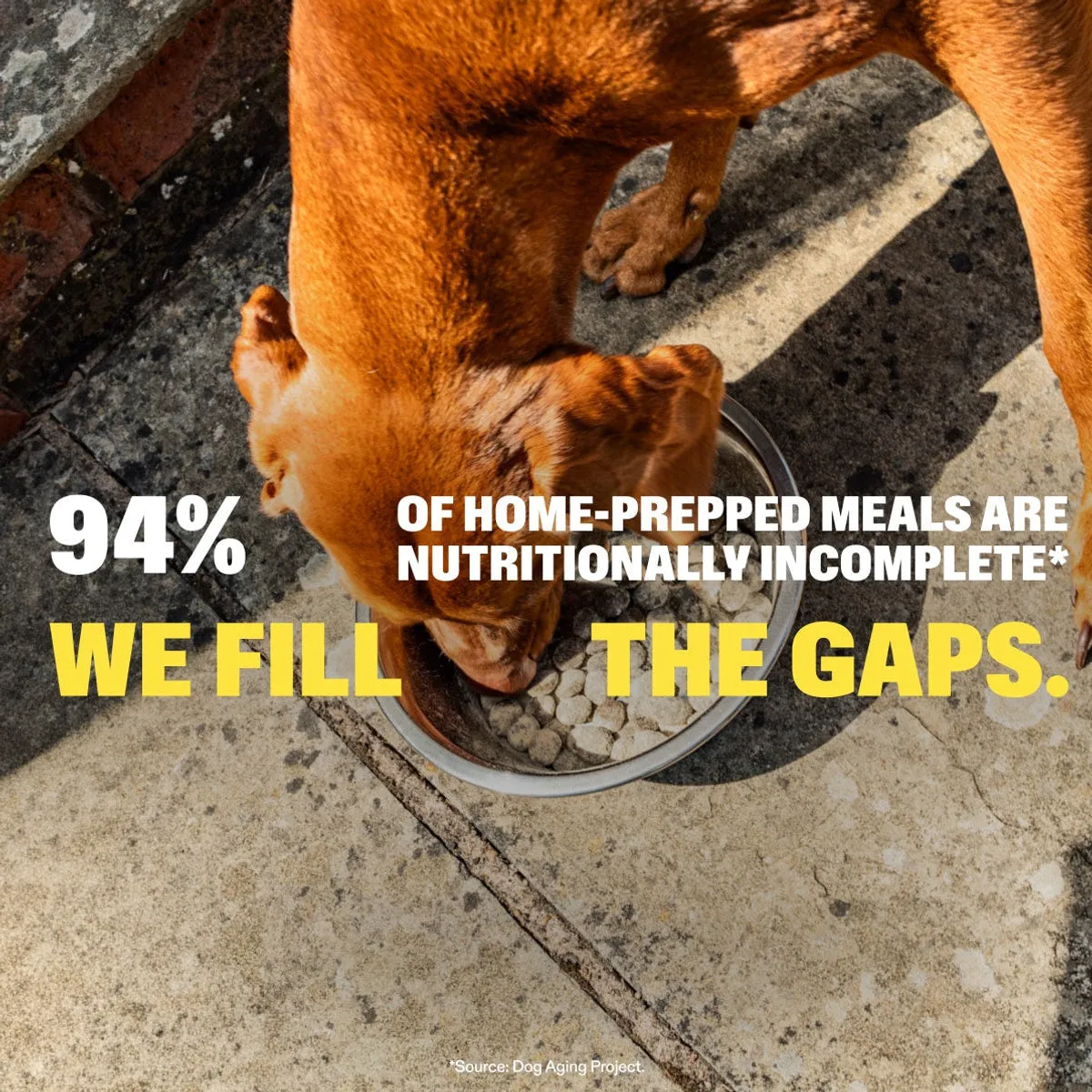 Multivitamin Chews slide: 94%. of Home-Prepped Meals Are Nutritionally Incomplete*. We fill the gaps. *Source: Dog Aging Project.