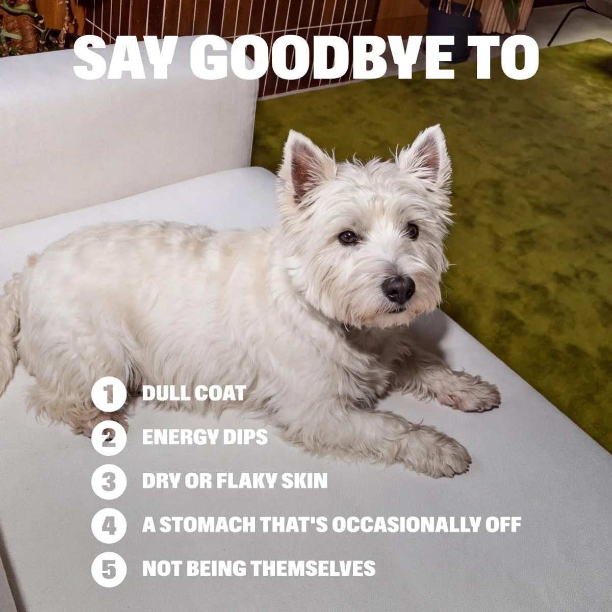 Multivitamin Chews slide: SAY GOODBYE TO. Dull coat. Energy dips. Dry or flaky skin. A stomach that's occasionally off. NOT BEING THEMSELVES.