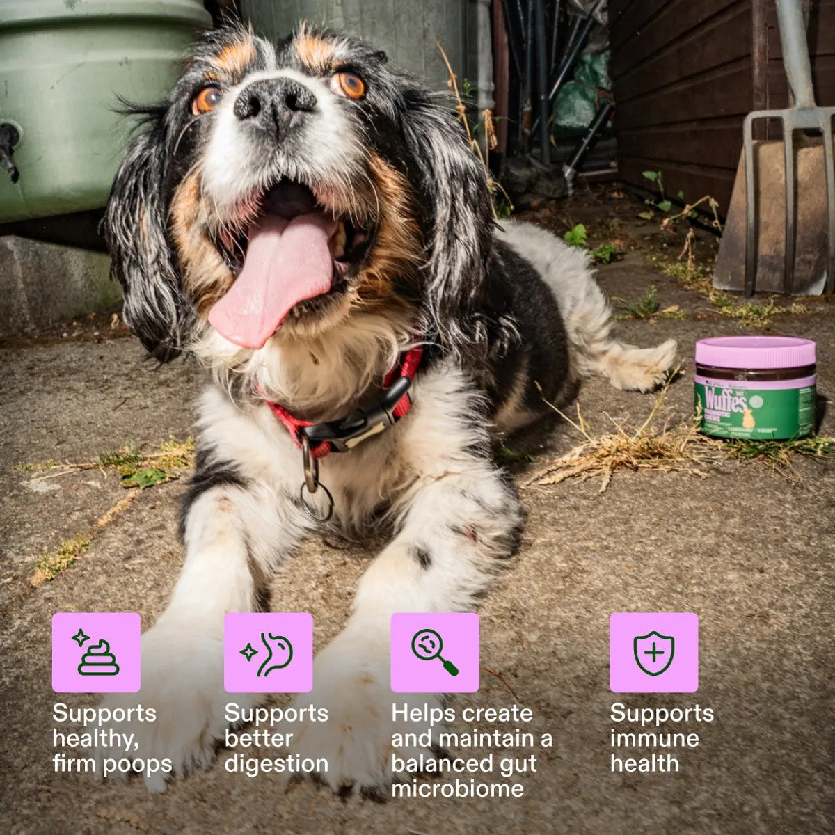 Probiotic Chews slide: Supports healthy, firm poops. Supports better digestion. Helps create and maintain a balanced gut microbiome. Supports immune health.