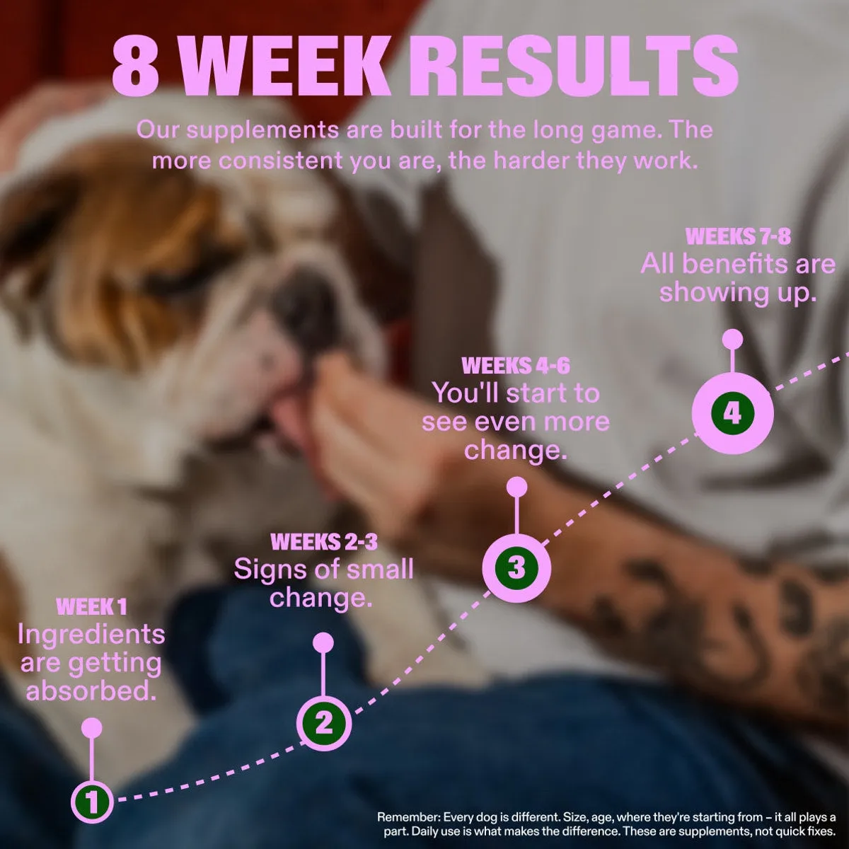 Probiotic Chews slide: 8 WEEK RESULTS. Our supplements are built for the long game. The more consistent you are, the harder they work. WEEKS 7-8 All benefits are showing up. WEEKS 4-6 You'll start to see even more change. WEEKS 2-3 Signs of small change. WEEK 1 Ingredients are getting absorbed. Remember: Every dog is different. Size, age, where they're starting from – it all plays a part. Daily use is what makes the difference. These are supplements, not quick fixes.