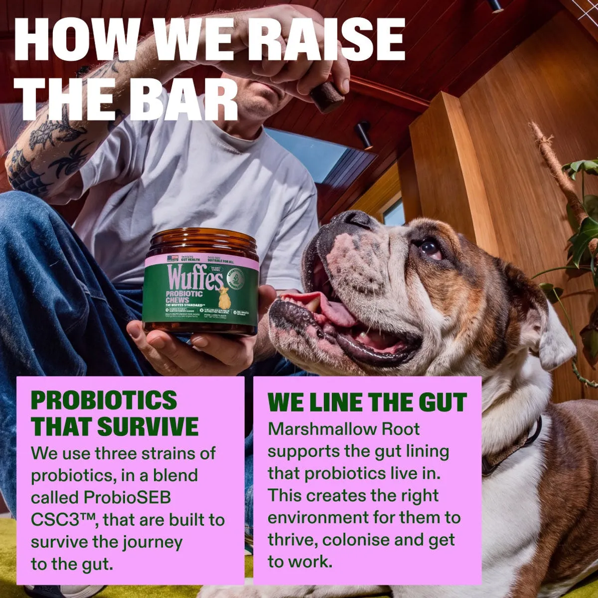Probiotic Chews slide: how we raise the bar. PROBIOTICS THAT SURVIVE. WE LINE THE GUT. Marshmallow Root supports the gut lining that probiotics live in. This creates the right environment for them to thrive, colonise and get to work. We use three strains of probiotics, in a blend called ProbioSEB CSC3™, that are built to survive the journey to the gut.