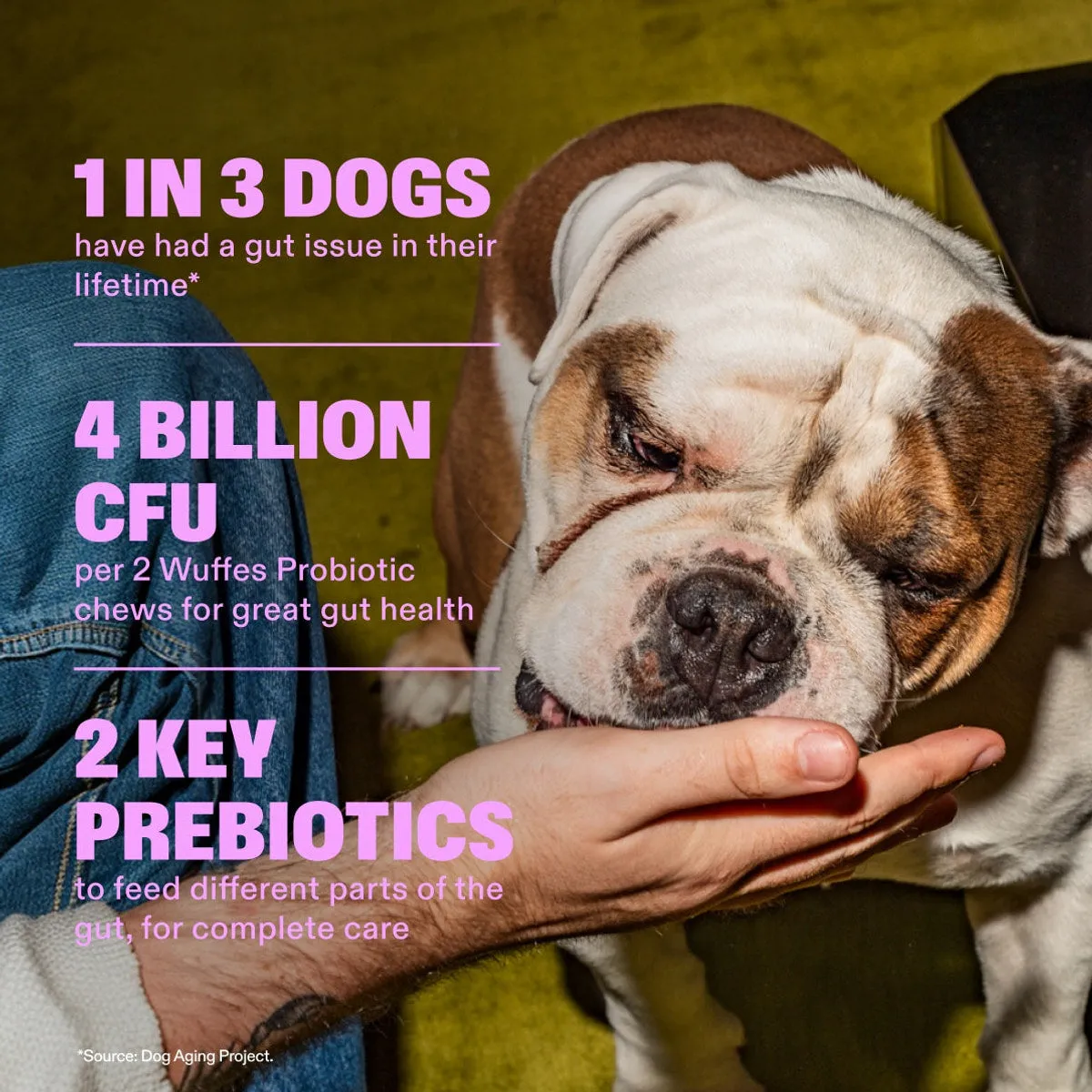 Probiotic Chews slide: 1 in 3 Dogs have had a gut issue in their lifetime*. 4 Billion CFU per 2 Wuffes Probiotic chews for great gut health. 2 KEY PREBIOTICS to feed different parts of the gut, for complete care. *Source: Dog Aging Project.