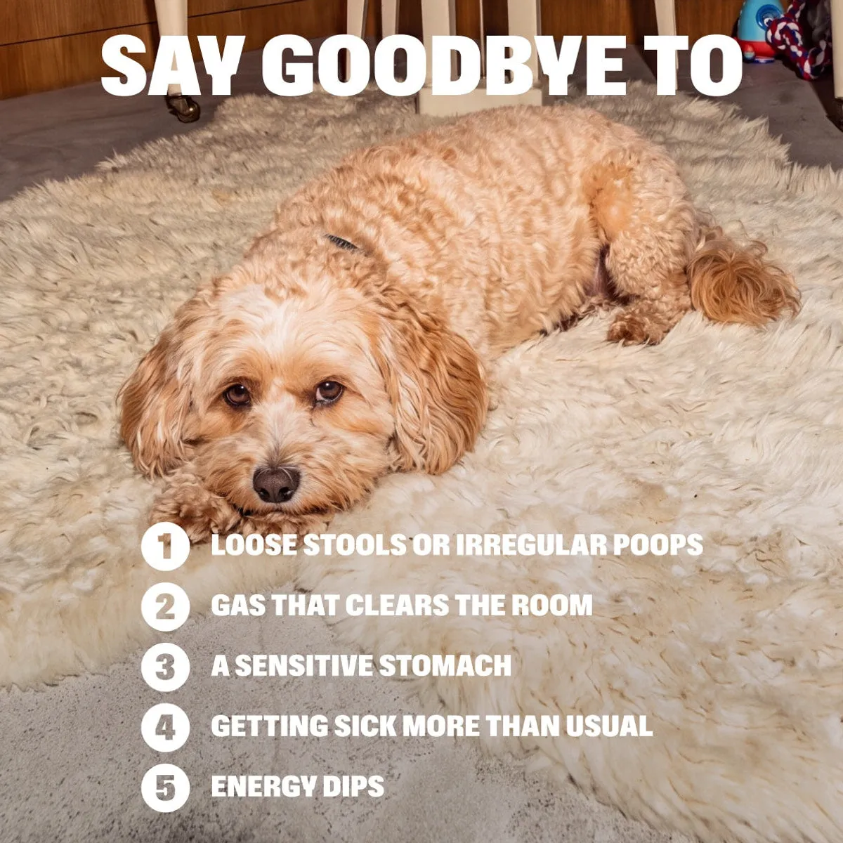 Probiotic Chews slide: SAY GOODBYE TO. Loose stools or irregular poops. Gas that clears the room. A sensitive stomach. Getting sick more than usual. Energy dips.