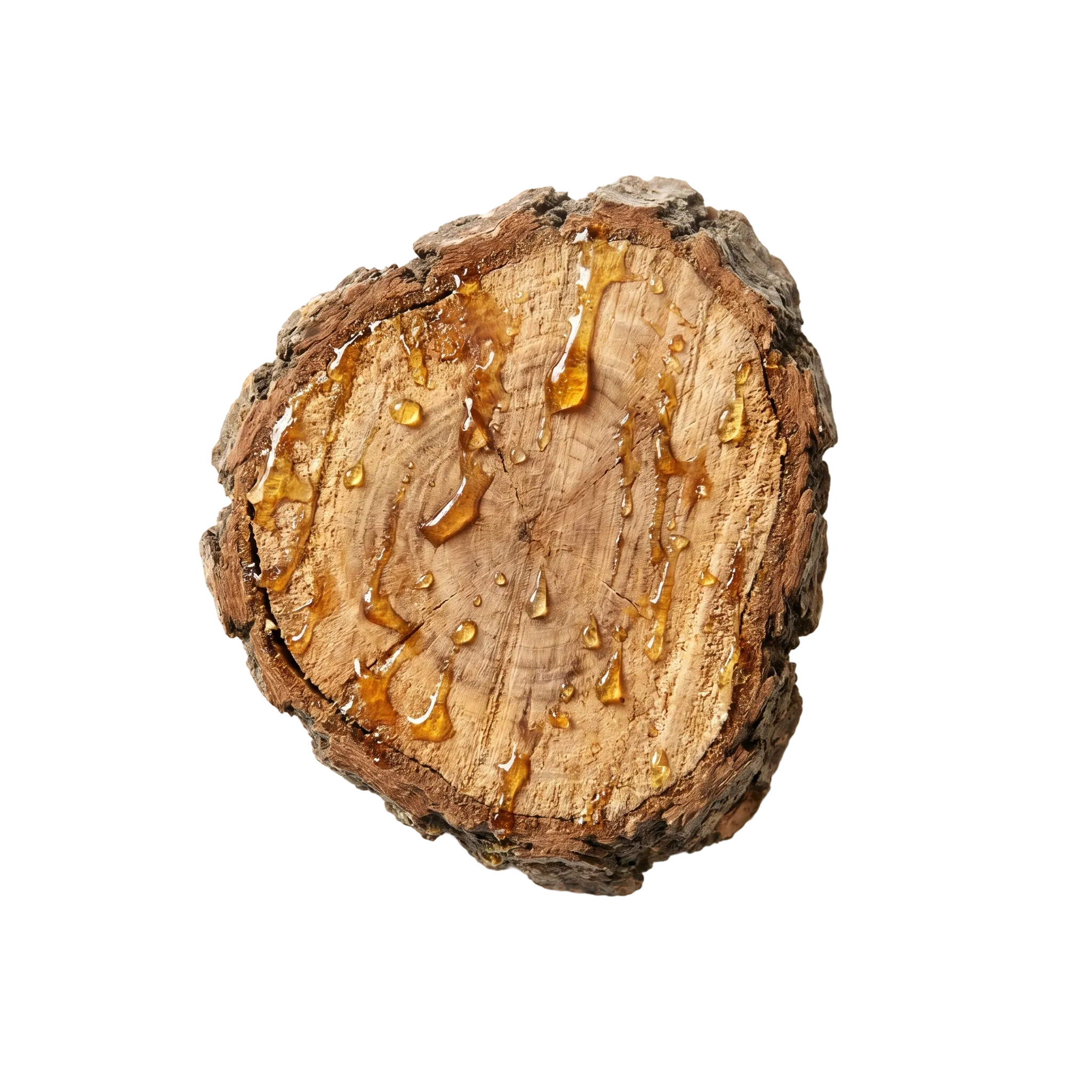 A cut disc of boswellia wood inside its rough bark, beads of golden resin on the cut face