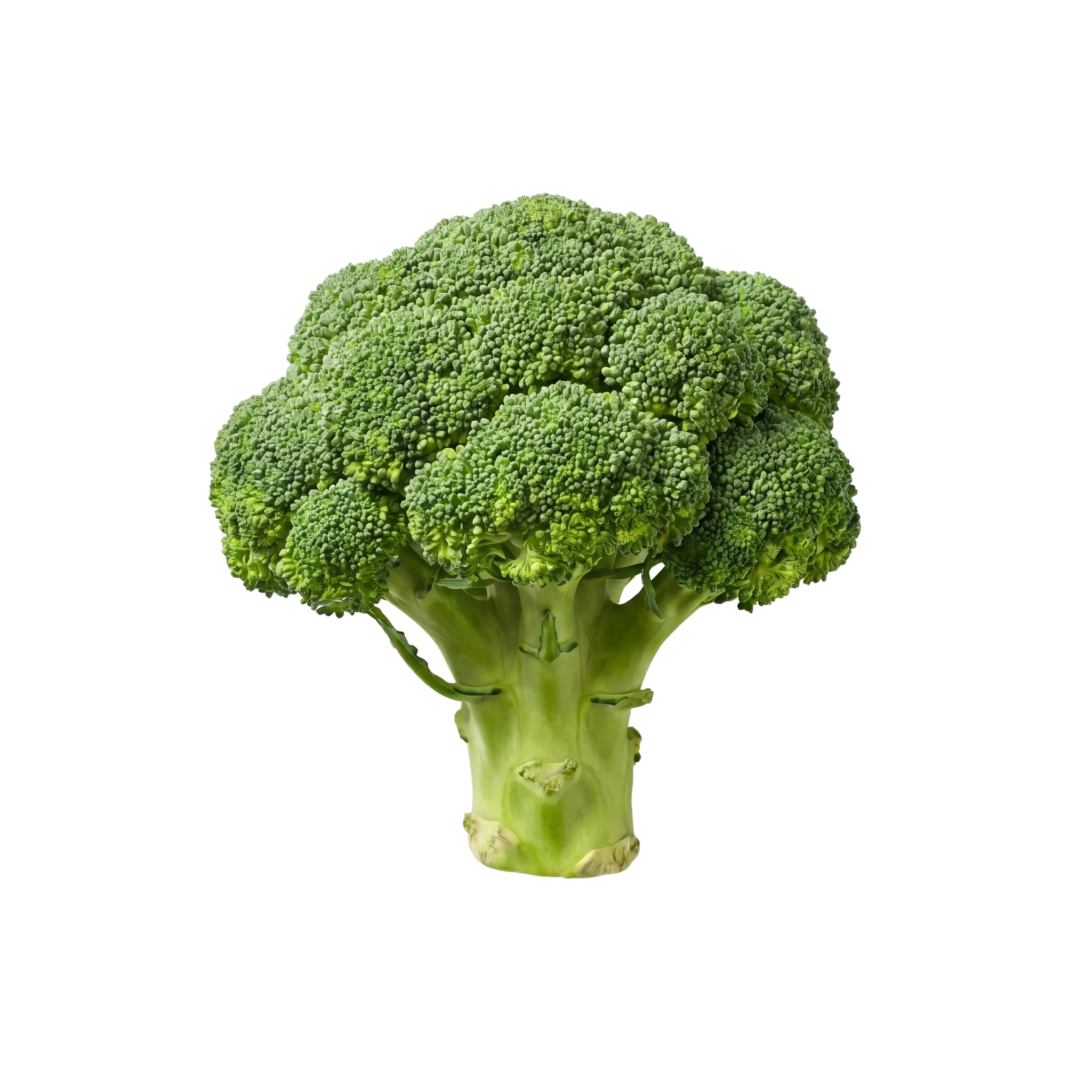 A whole head of fresh green broccoli