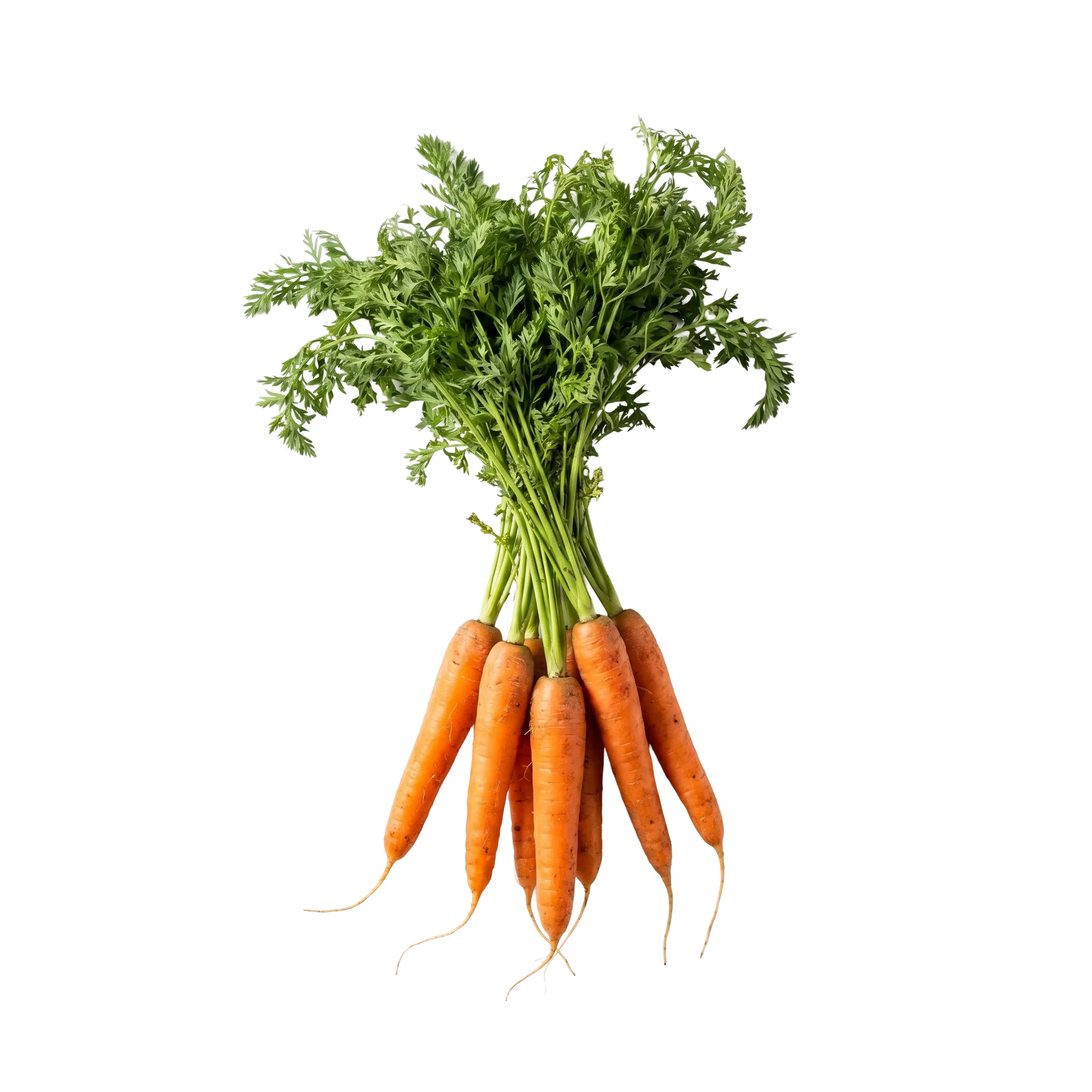 A bunch of small carrots with their leafy green tops