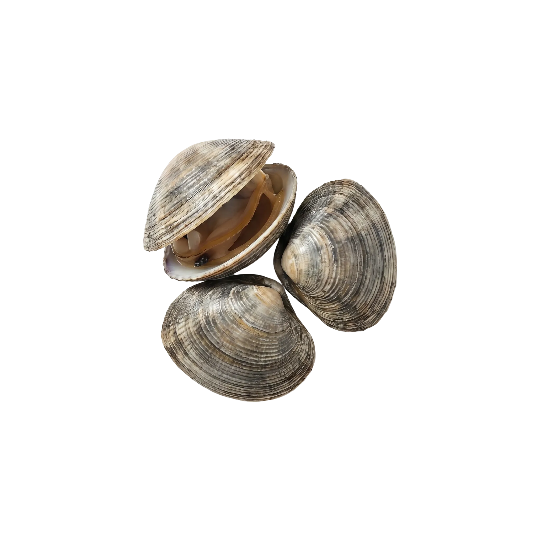 A cluster of whole clams, one opened to show the inside of its shell