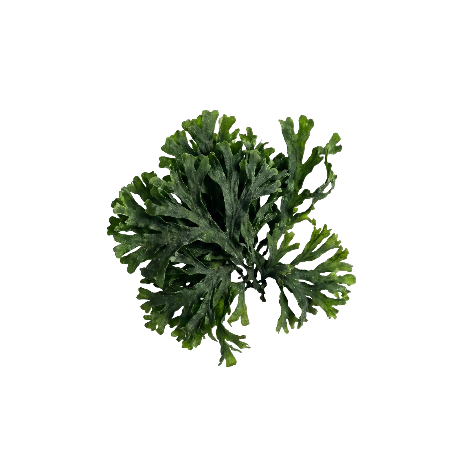 A clump of dark green dried algae, viewed from above