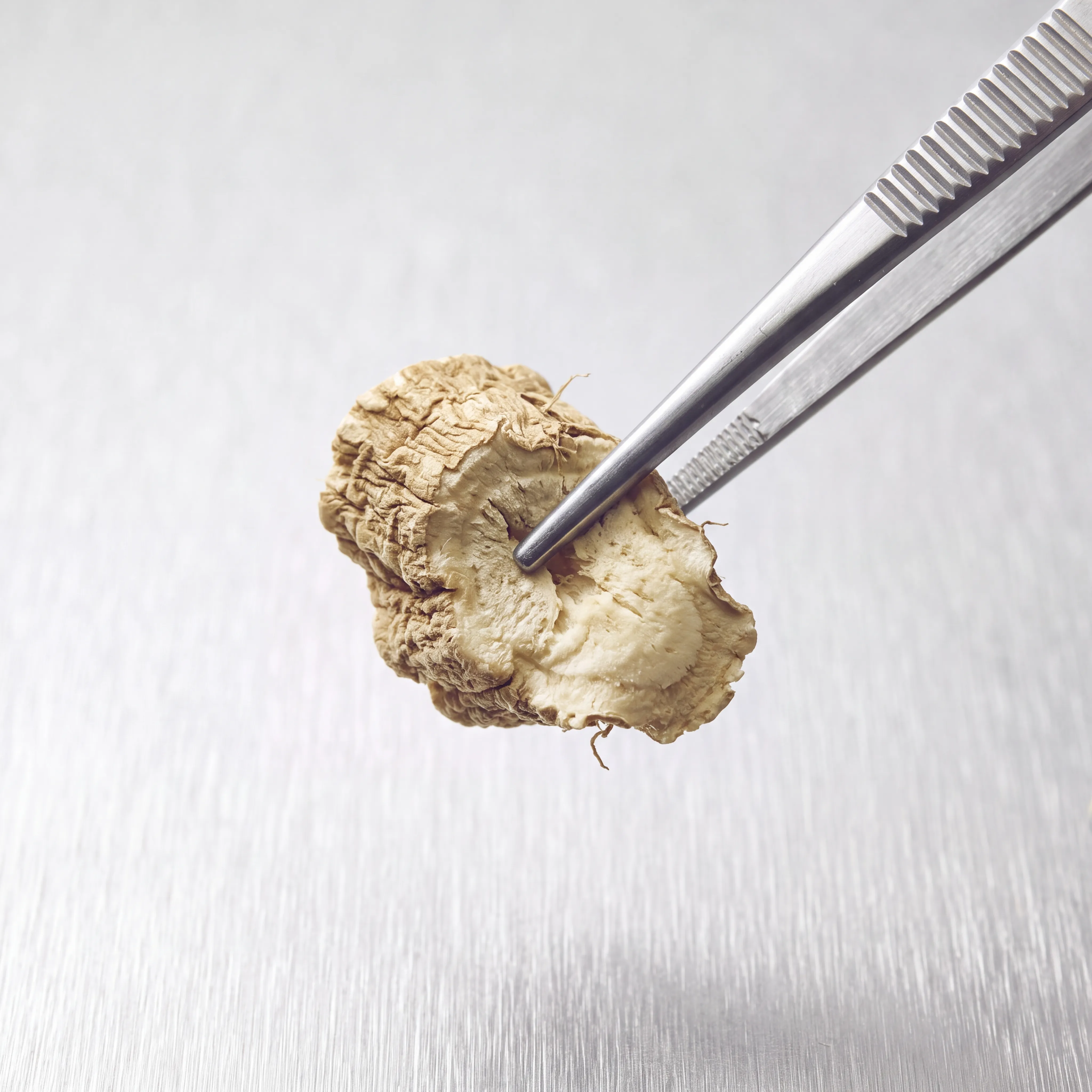A slice of dried root held in stainless steel tweezers above a brushed metal surface