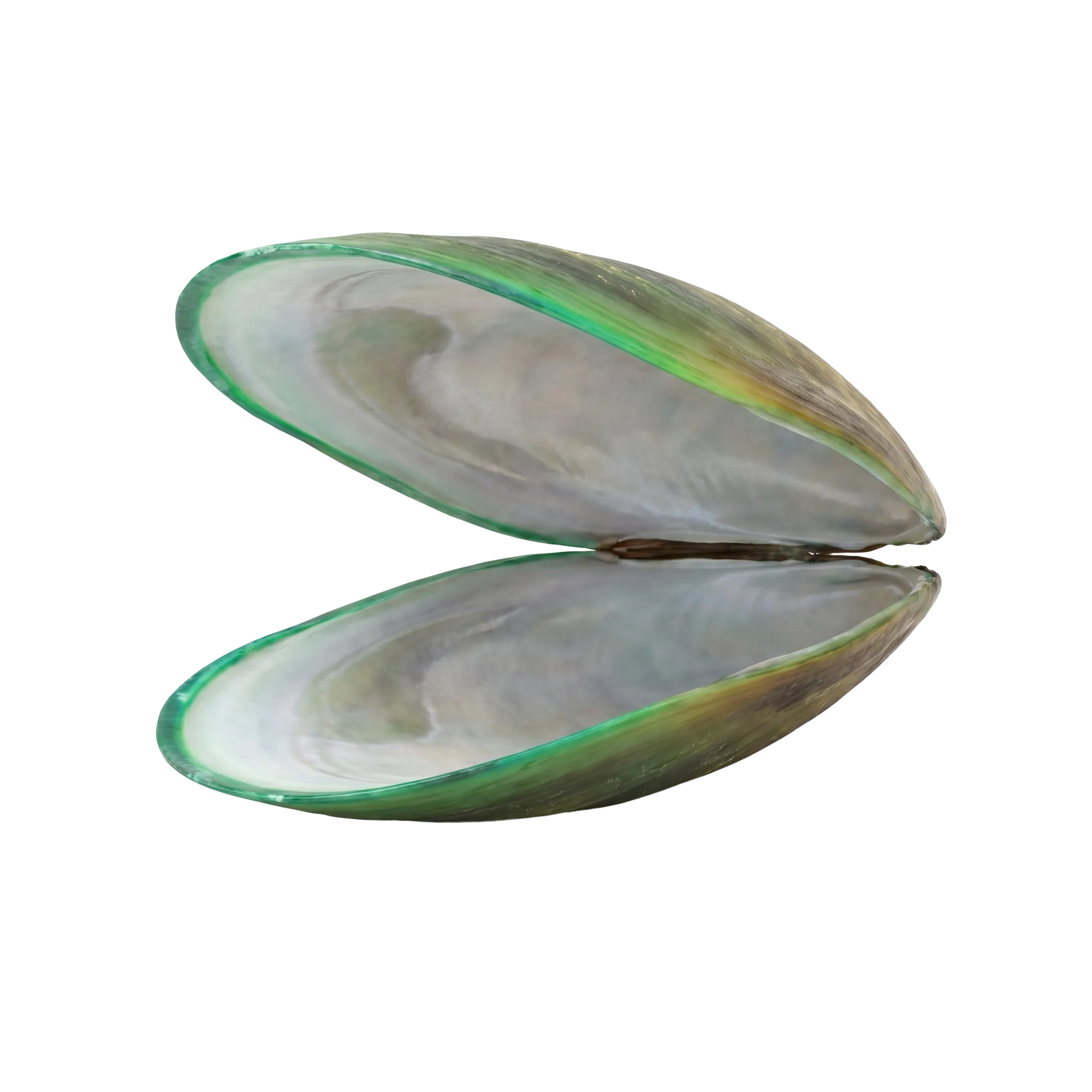 A green-lipped mussel shell opened into two halves, its green-edged rim facing the camera