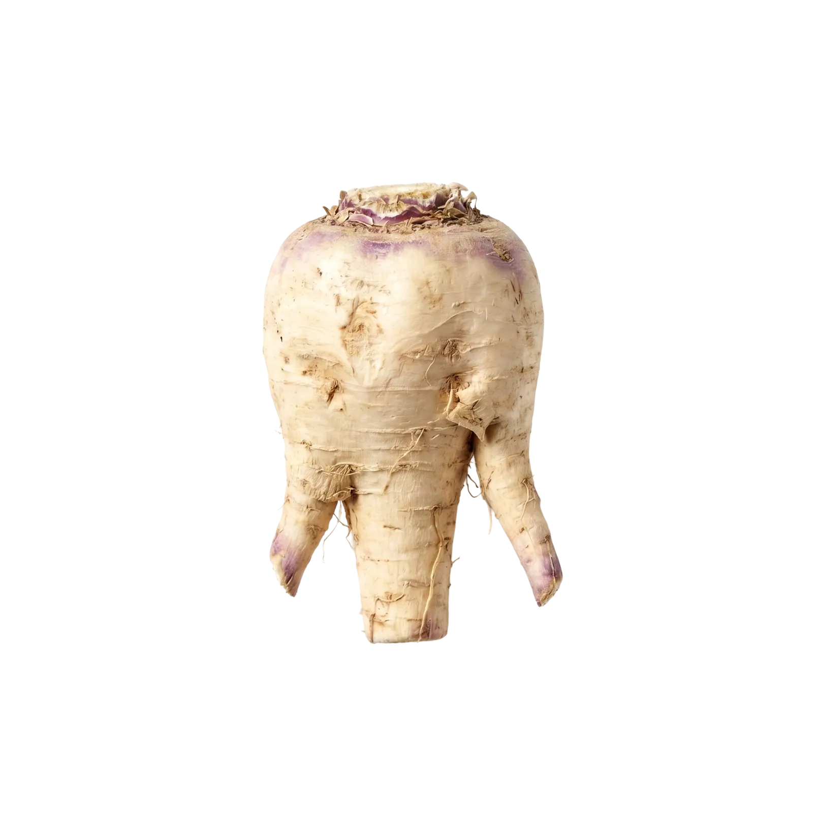 A pale, bulbous chicory root with two forked tips, viewed upright