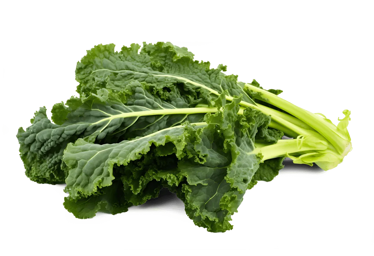 A bunch of dark curly kale leaves on their pale green stems