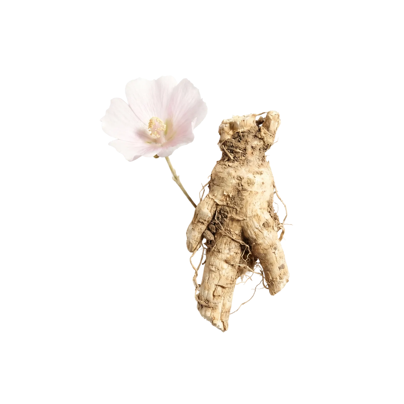 A pale marshmallow root beside its own pink-white flower