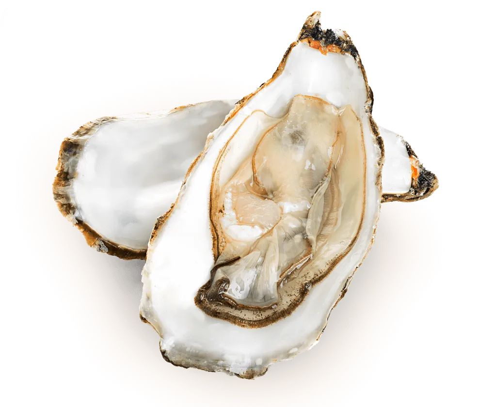 An open oyster resting on a second shell, a natural source of zinc