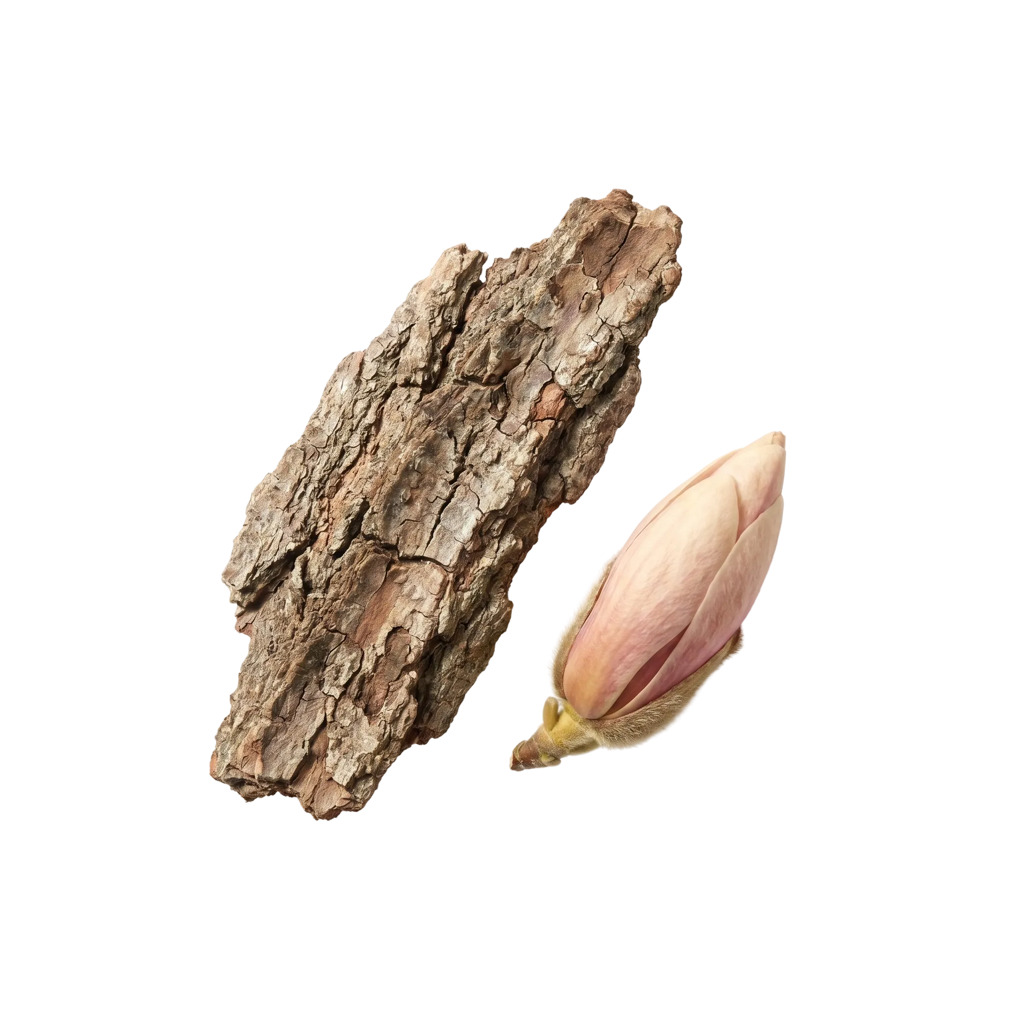 A piece of magnolia bark beside a pale phellodendron seed, cut out on a transparent background