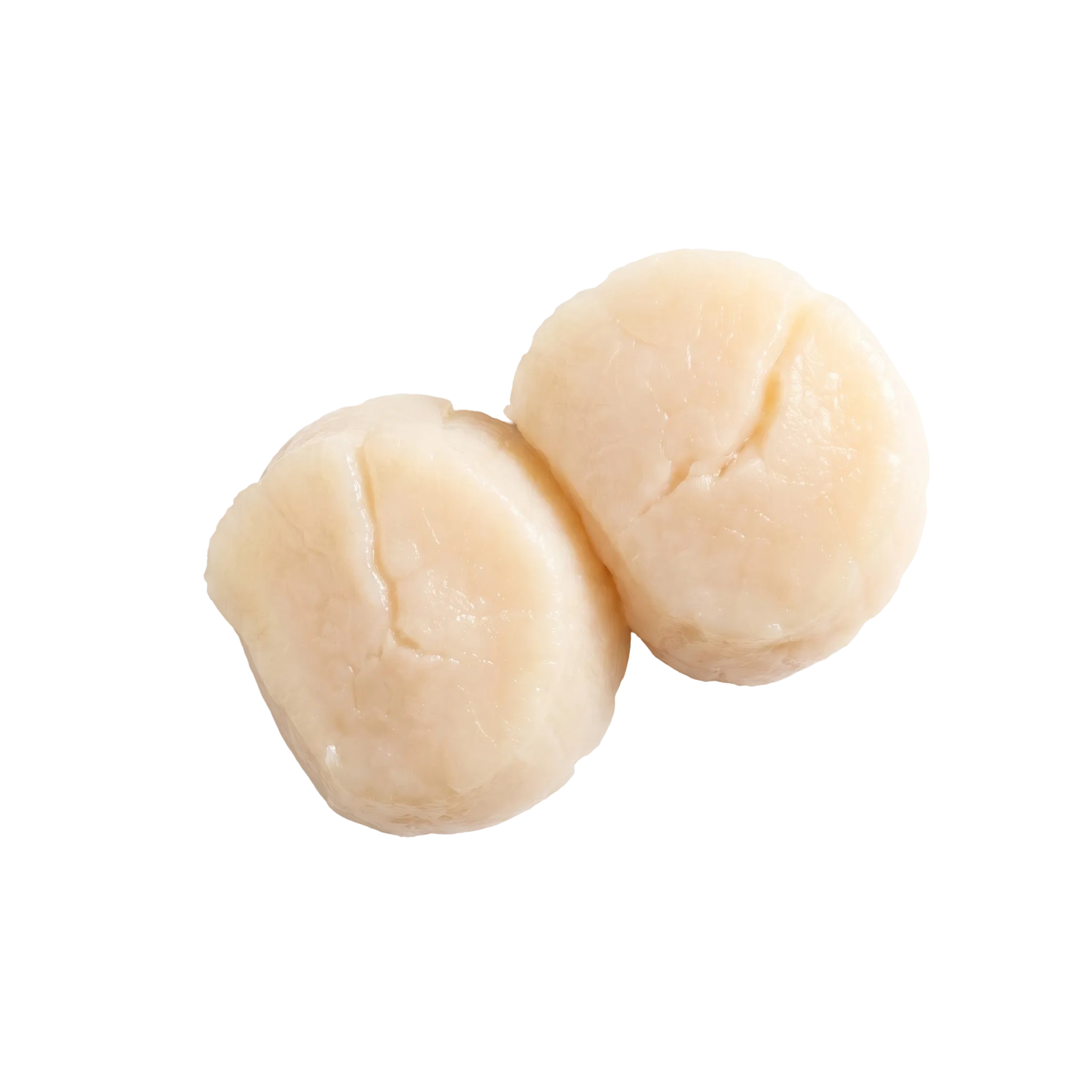 Two plump raw scallops side by side