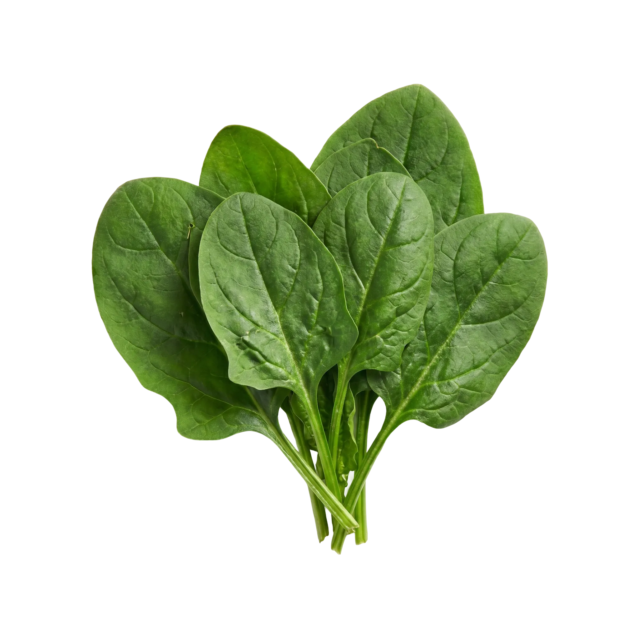 An upright bunch of fresh spinach leaves on their stems, a natural source of folate